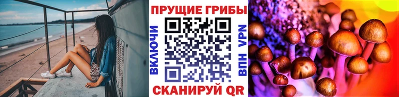 Псилоцибиновые грибы Cubensis  Северск 